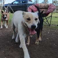 Photo of Daisy 