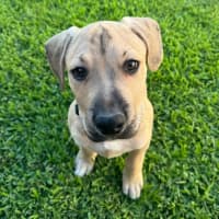 Photo of Rusty