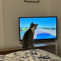 Photo of Spock & Sparrow   5 Month Old Domestic Short Hair