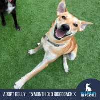 Photo of Kelly   15 Month Old Ridgeback X
