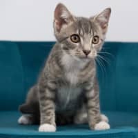 Photo of Penny