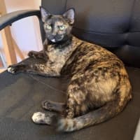 Photo of Fudge