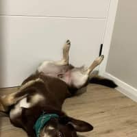 Photo of Boris   1.5 Year Old Kelpie (On Trial)