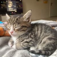 Photo of Camp Chair (Cc)