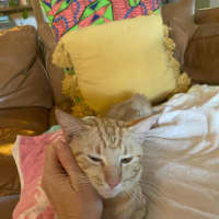 Photo of Tika