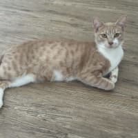 Photo of Daphne   Now At Pet Quarters Glendale