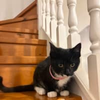 Photo of Sesame