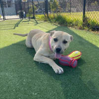 Photo of Alita Imp 1811