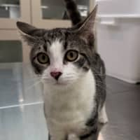 Photo of Bandar (9966)