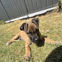 Photo of Titan (Was Tank)