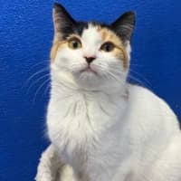 Photo of Miso