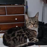 Photo of Wally 😻 Barn Farm Cat