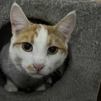 Photo of Jinge
