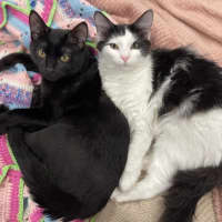 Photo of Lucian