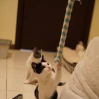 Photo of Oreo