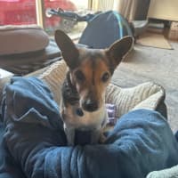 Photo of Milo