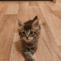 Photo of Lulu