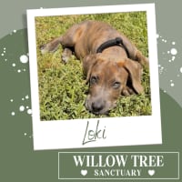 Photo of Loki
