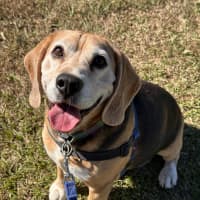 Photo of Bentley