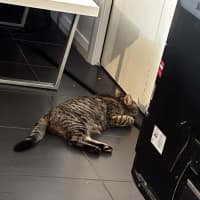 Photo of Mumma Cat (Urgent Home Needed) 