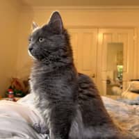 Photo of Cynder