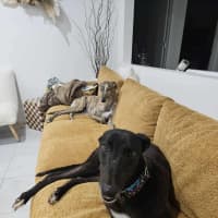 Photo of Basil The Greyhound