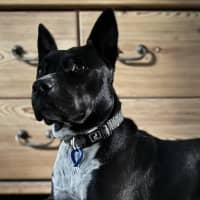 Photo of Oreo