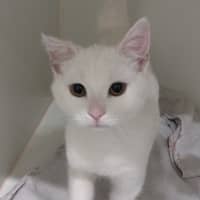 Photo of Snowy