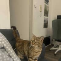 Photo of Lady Saffron