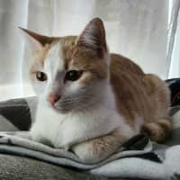 Photo of Nigella   Located In Bundoora