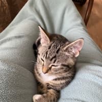 Photo of Timmy (Bob)