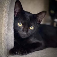 Photo of Boris