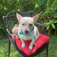 Photo of Rocco