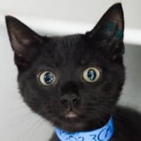 Photo of Rambo