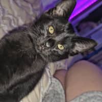 Photo of Wagga Meet Me@Petstock Keysborough 