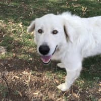 Photo of Lucy