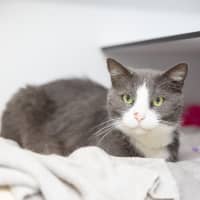 Photo of Sox