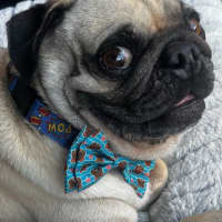 Photo of Casper 👻