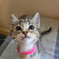 Photo of Althea