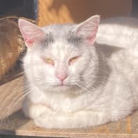 Photo of Bosco