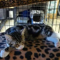 Photo of Lumey   Located In Templestowe