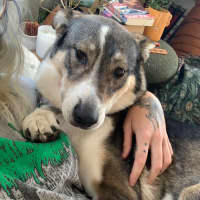 Photo of Snickers