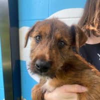 Photo of D1136 Jasper