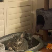 Photo of 🩶 Nico 🩶