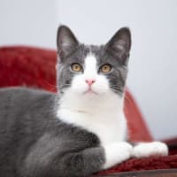 Photo of Pinot