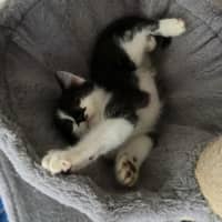 Photo of Jelly Bean