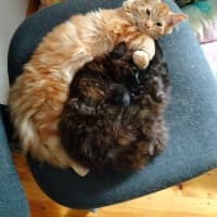 Photo of Paprika