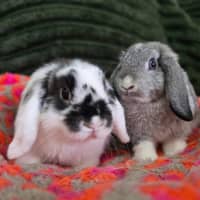 Photo of Puddles & Nimbus (Located In Wantirna South)