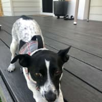 Photo of Bindi   5 Year Old Fox Terrier