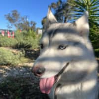 Photo of Winter Willow